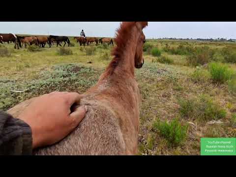 Видео: ЧП Роковой прыжок молодой кобылки в станке для фиксации.| Herd horse breeding.