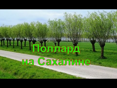 Видео: Обрезка Ивы в стиле поллардинг.