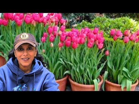 Видео: Как уберечь луковицы от зимовки в горшках | Предотвращение гниения и замерзания луковиц🌷🪻