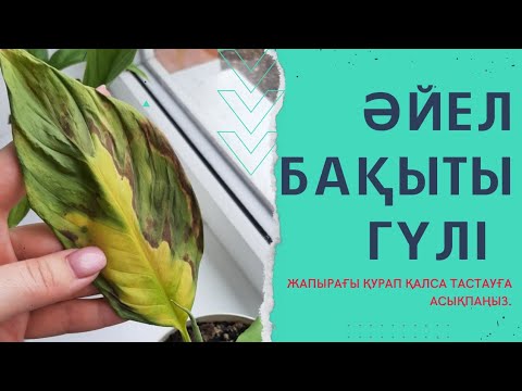 Видео: Әйел бақыты гүлінің жапырағы қураса не істейміз?Қалай аман алып қаламыз?Женское счастье.