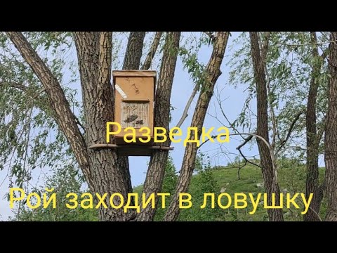 Видео: Долгая разведка пчел! Рой заходит в ловушку