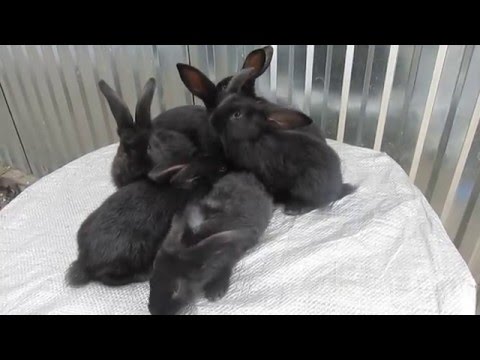 Видео: Щеплення кролів від ВГХК вакц. "Лапімун гем"