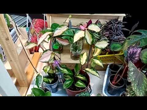 Видео: Выставка в Галактике. Интересно и самой посмотреть, и вам показать.