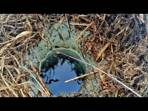 Видео: ГНЕЗДО МОРДАТЫХ ОКУНЕЙ! РЫБАЛКА НА БЕЗМОТЫЛКУ
