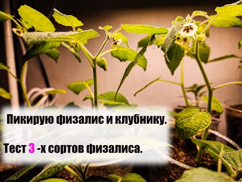 Видео: ТЕСТИРУЮ № 3 СОРТА ФИЗАЛИСА.Как распикировать физалис и клубнику. часть 1
