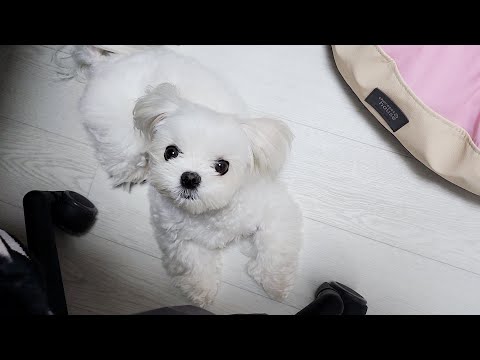 Видео: Почему я не могу спать до поздна, если у меня есть щенок