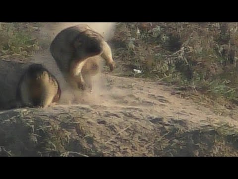 Видео: охота на сурка со снайперским прицелом mewlite