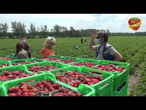 Видео: У нас есть чем гордиться! Фильм - презентация Совхоза имени Ленина