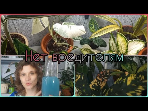 Видео: Видео по просьбе🌱Почему на моих растениях нет вредителей🪰Быстрая обработка🌱Как выбрать препараты🌱