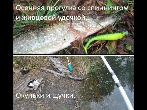 Видео: Осенние эпизоды. Прогулка со спиннингом