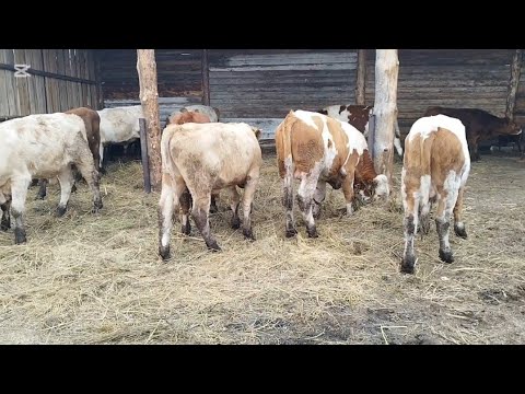 Видео: Бордақы бұқалардың жаңа орны.Ауыл тынысы.