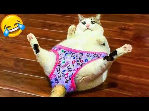 Видео: Постарайся не смеяться 😹 Самые забавные кошки и собаки 😹🐶 Часть 5