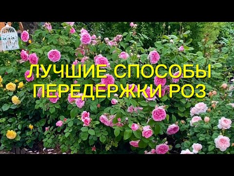 Видео: Как сохранить саженцы роз до посадки?  Лучшие способы передержки роз.🌹🌹🌹