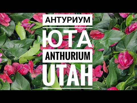 Видео: Антуриум Юта / Anthurium Utah. Обзор редкого коллекционного сорта, информация о продаже