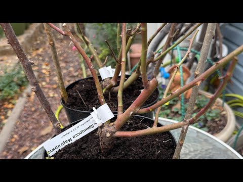 Видео: Розы от Макса🌿🧚🏻‍♀️🌿🧚🏻‍♀️🌿 Кроун Принцесса Маргарет 🌼✨🌼✨🌼