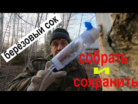 Видео: Как правильно собрать и сохранить берёзовый сок