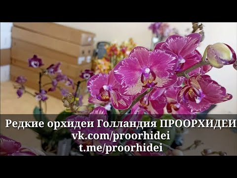 Видео: Интрига, чёрный Пиниф, бабочка Лиодоро, черный пелорик, дикий кот, Бронзовый будда