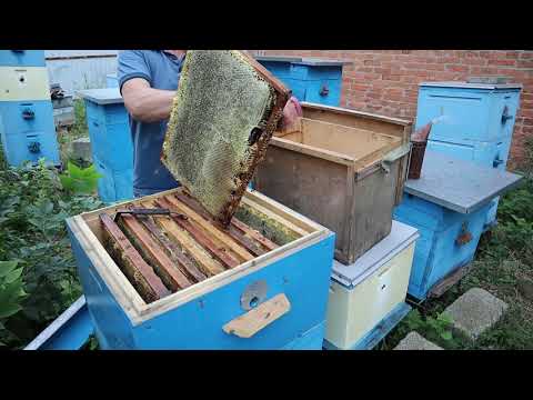 Видео: Мёда много, но погода мешает.