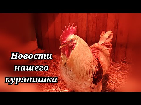 Видео: Новости нашего курятника.