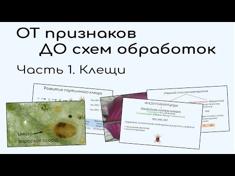 Видео: Паутинный клещ и оранжерейный. Признаки. Разбор препаратов и схемы применения.