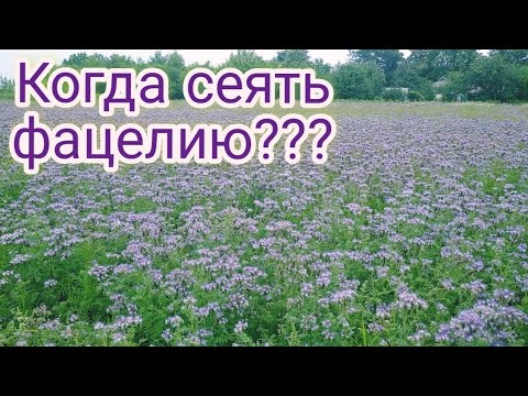 Видео: КОГДА СЕЯТЬ ФАЦЕЛИЮ?  ПОСЕВ ФАЦЕЛИИ НА МЕДОНОС.  ФАЦЕЛИЯ. ВСЕ О ФАЦЕЛИИ. Артура&Пасека.