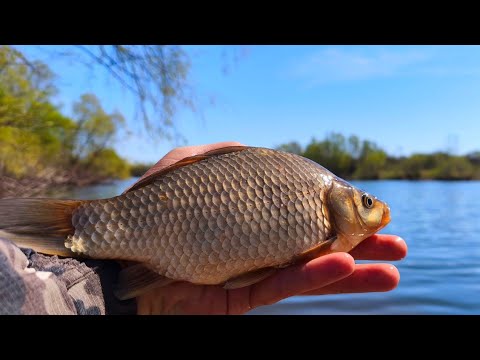 Видео: КАРАСЬ НА УТРЕННЕЙ ЗОРЬКЕ. Рыбалка в мае на поплавок