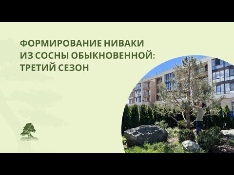 Видео: Формирование ниваки из сосны обыкновенной, третий сезон