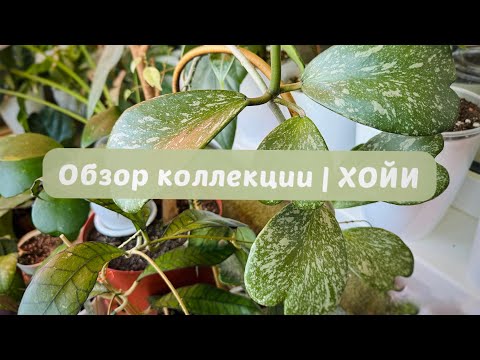 Видео: Обзор коллекции |ХОЙИ | март 2025