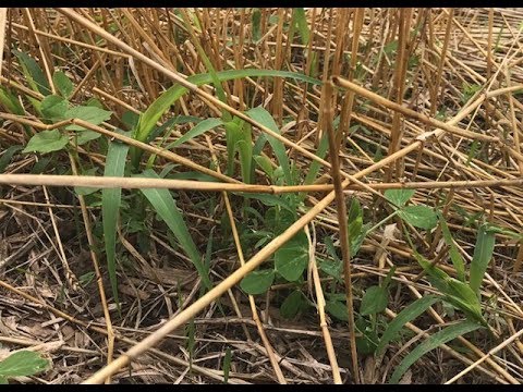 Видео: Правила составления миксов покровных культур от Двейна Бэка