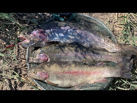 Видео: Հրեշ իշխանները  Հայաստանում  2021/ Форели-монстры в Армении 2021