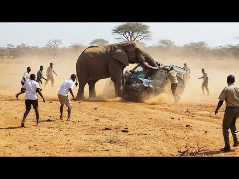 Видео: Невероятные Случаи на Сафари, Снятые на Камеру