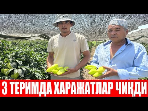 Видео: Тожикистонлик деҳқонларимиз кутганидан хам ортиқ ҳосил бераётган ЯВА F1 (Pepper Jawa F1-Sakata)