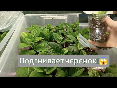 Видео: Преют черенки гортензии. С чем это связано?!!