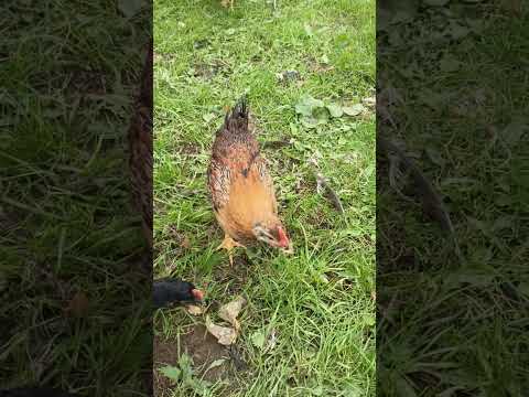 Видео: не покупайте курей лакеданзи.