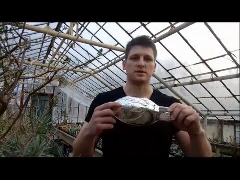 Видео: Подсветка суккулентов