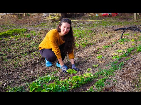 Видео: ЖИВОТ НА СЕЛО: Три дни с нас ♥  | Ремонт на стара къща + първи работи в градината  | Boho Soulz