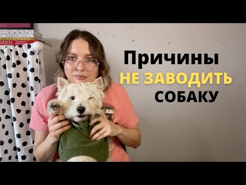 Видео: ПРИЧИНЫ НЕ ЗАВОДИТЬ СОБАКУ