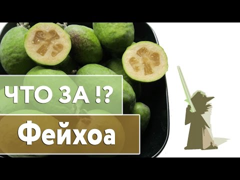 Видео: Фейхоа - Мастер Йода !
