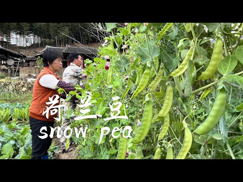 Видео: Голландские бобы висят на ветках, и бабушка собирает их, чтобы сделать лепешки из бобов.