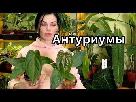 Видео: ОБЗОР АНТУРИУМОВ🌱 наличие, уценка (6.02.25)