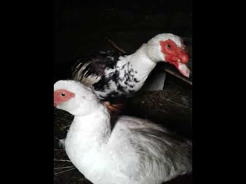 Видео: Мускусные утки главная ошибка в разведении.