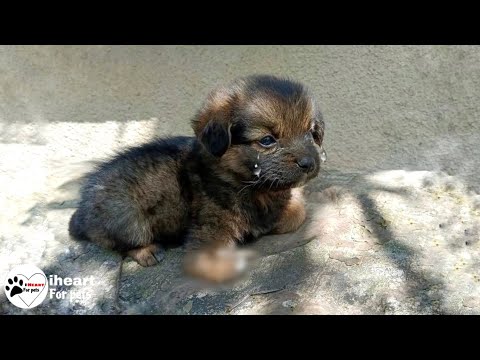 Видео: Маленький щенок был брошен со сломанной лапкой и расплакался.