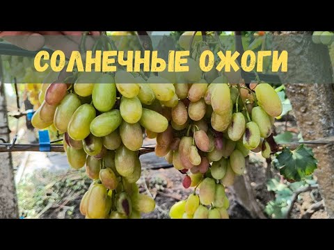 Видео: Солнечные ожоги не страшны! Решение есть !