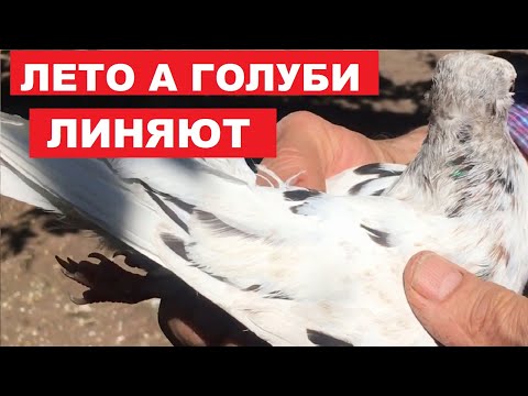 Видео: Как голуби линяют