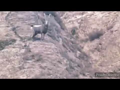 Видео: Нахчир Бузи кухи.Гургхо хамаи Сагхоро хурдан