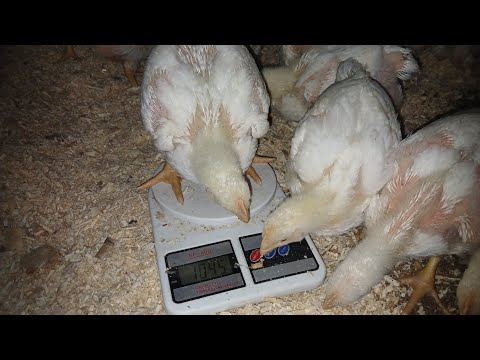 Видео: Бройлер ‼️ Клітка для курей несучок ‼️ Вага 14 день ‼️