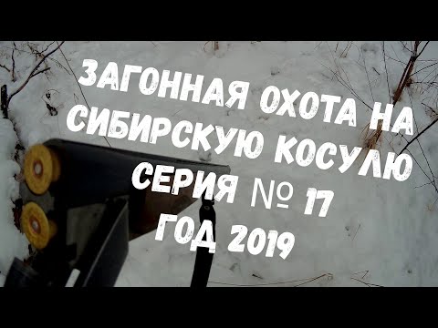 Видео: Охота на косулю!!! Шикарный выстрел!!!