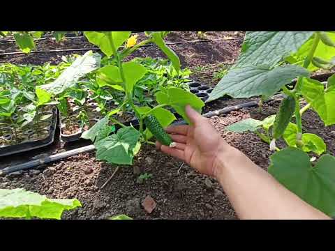 Видео: Обзор теплиц на 9 мая 2022 года