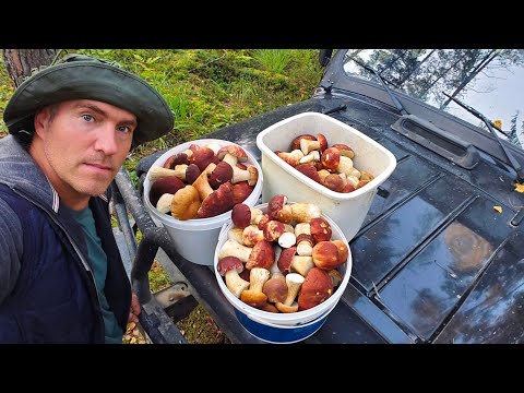 Видео: Снова за боровиками