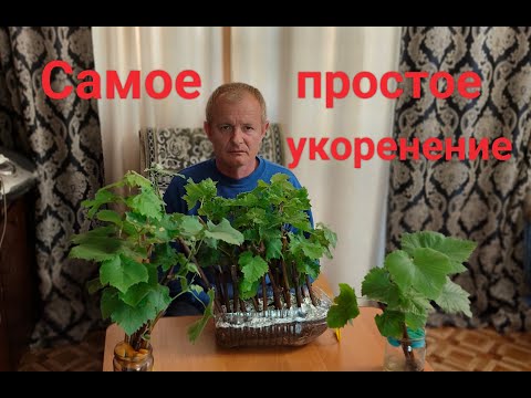 Видео: Самый простой способ укоренения черенков винограда.Когда начинать укоренять черенки.